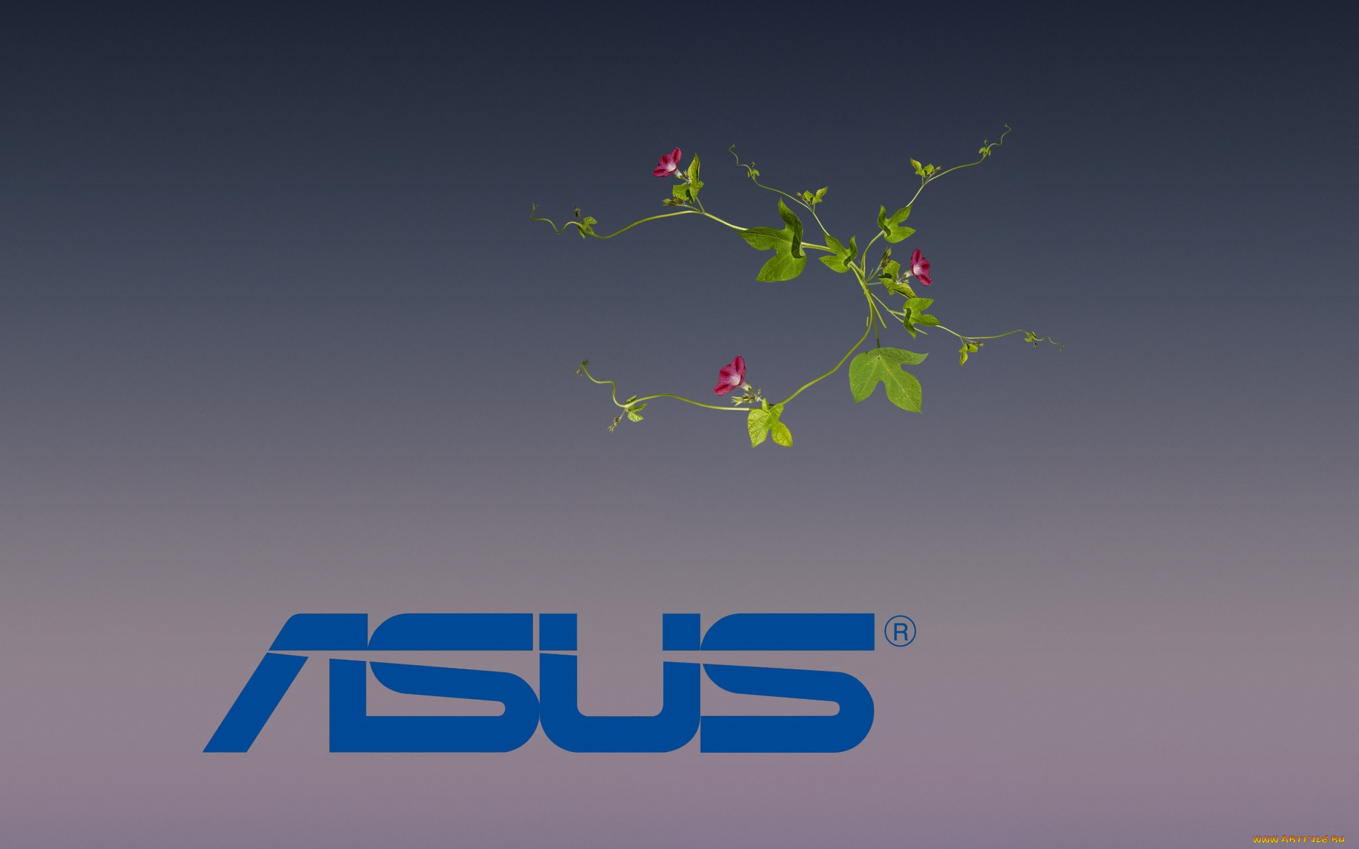 , asus, , , 